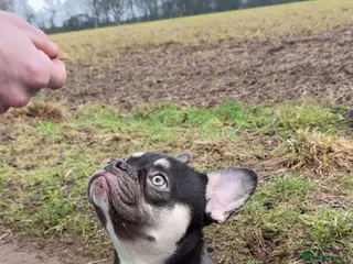 French Bulldog dogs French bull dog 9 months old - Advert 1