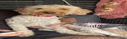 Labradoodle dogs for sale:  F1BB Miniature Labradoodle Puppies – Home Raised - Advert 4