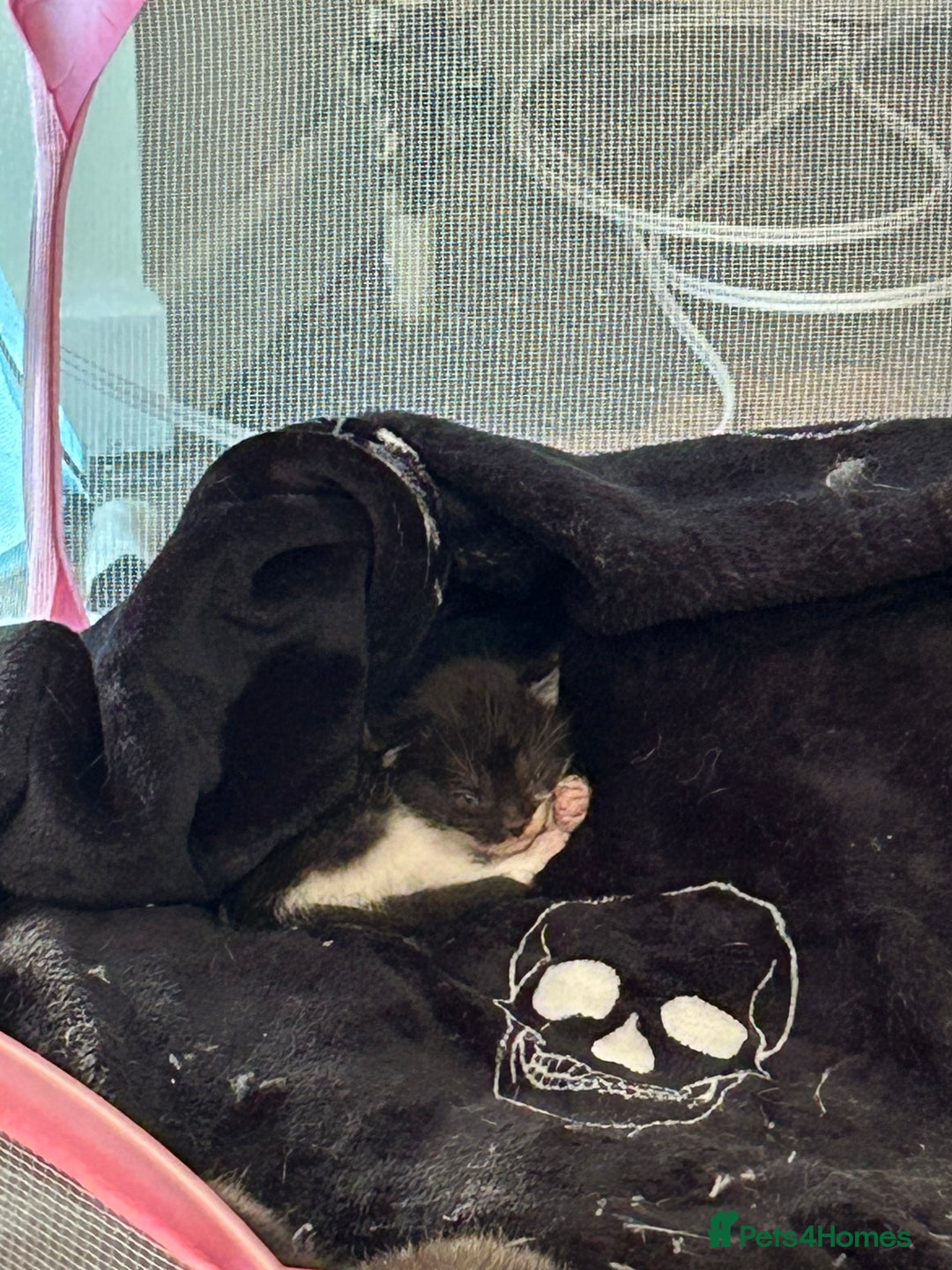 Mixed Breed cats for sale: Duchess mason - Advert 13