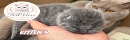 British Shorthair cats for sale: Beautiful Litter of Blue BSH Kittens  - Advert 5