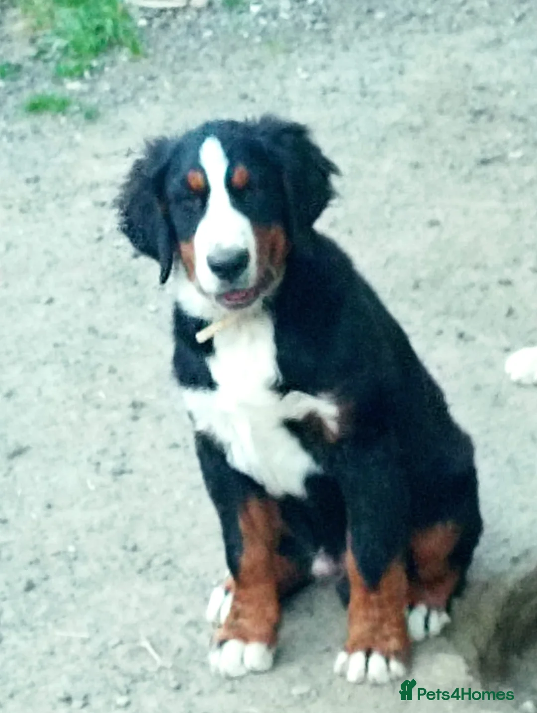 Bernese Mountain Dog dogs for sale: Bernese mountain dog for sale - Advert 10