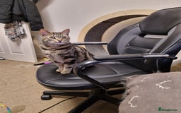 Bengal cats for sale: Two beautiful marbled bengal sisters - Image 1