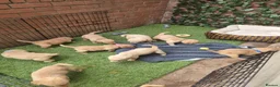 Goldador dogs for sale: Gorgeous F1 Goldador puppies from excellent lines in Kidderminster - Advert 23