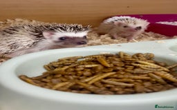 Pygmy Hedgehog rodents for sale: Adorable, Friendly African Pygmy Hedgehog Babies  - Image 5