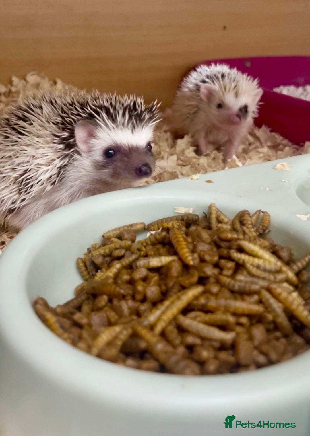 Pygmy Hedgehog rodents for sale: Adorable, Friendly African Pygmy Hedgehog Babies  - Image 5