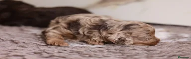 Cavapoo 1