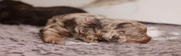 Cavapoo dogs for sale: F1 rare chocolate/choc Merle Cavapoo pups - Advert 23
