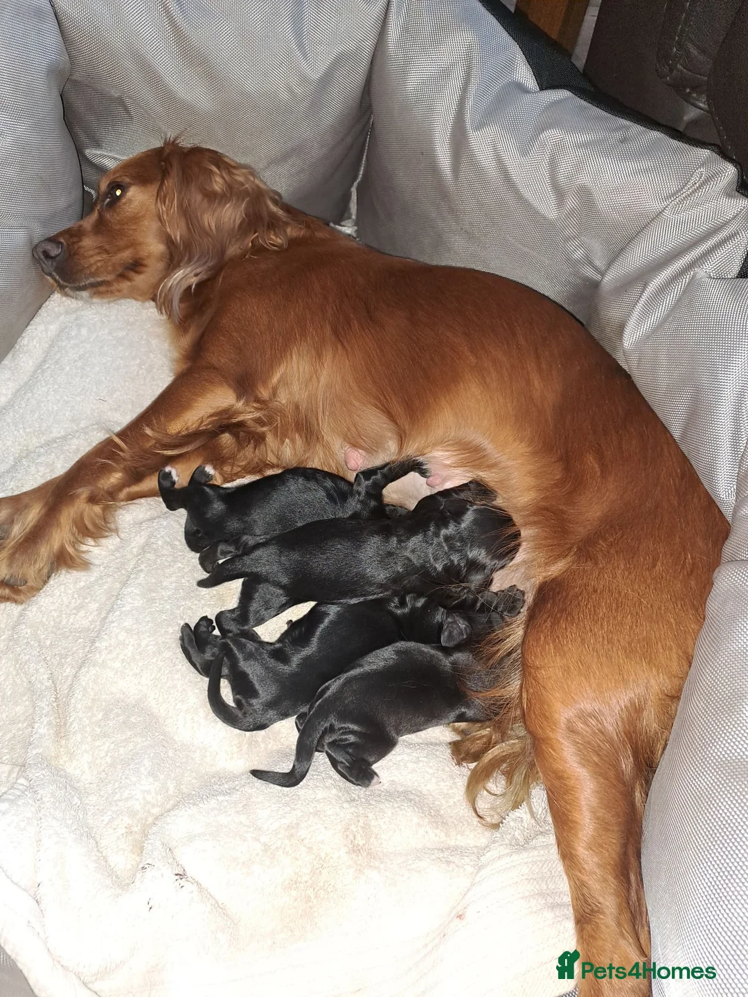 Cocker Spaniel dogs for sale: Working Cocker Spaniels  - Advert 1