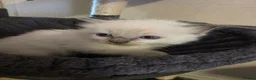 Ragdoll cats for sale: Pure blue point ragdoll kittens for sale - Advert 7