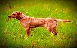 Labrador Retriever dogs for sale: Labrador retriever  - Image 6
