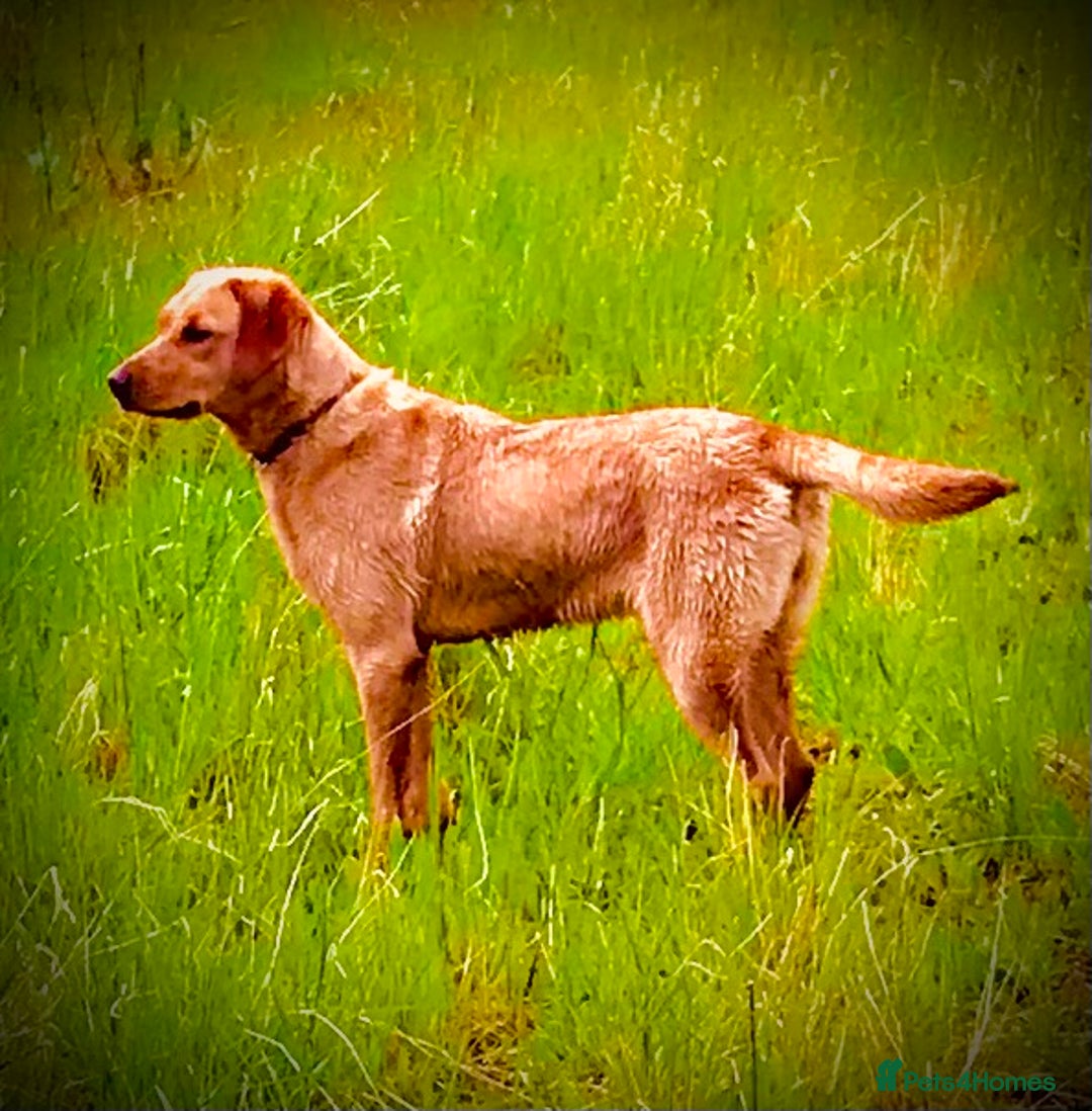 Labrador Retriever dogs for sale: Labrador retriever  - Image 6