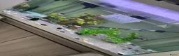 Turtle reptiles for sale: Turtle and tank in Newcastle upon Tyne - Advert 3