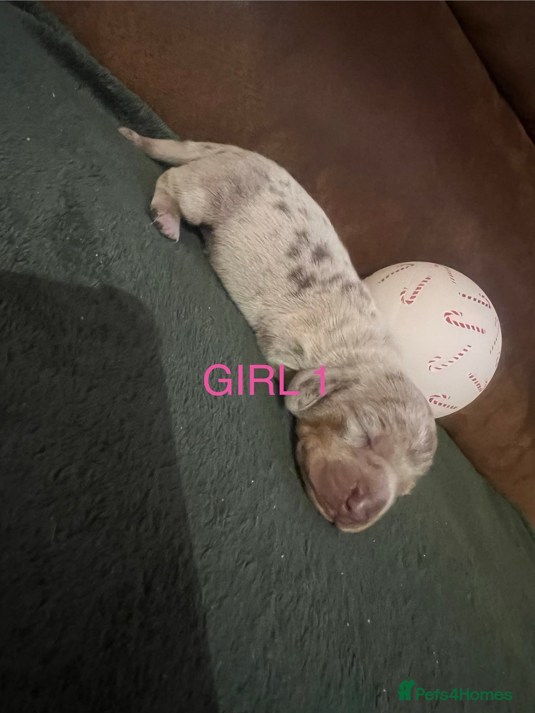 Miniature Dachshund dogs for sale: Beautiful Mini Dachshund puppies  - Advert 6