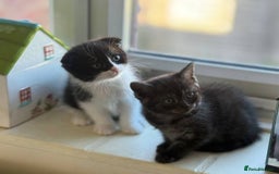 British Longhair cats for sale: British long hair and Scottish fold male & female  - Advert 5