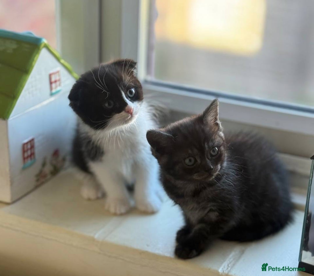 British Longhair cats for sale: British long hair and Scottish fold male & female  - Advert 5