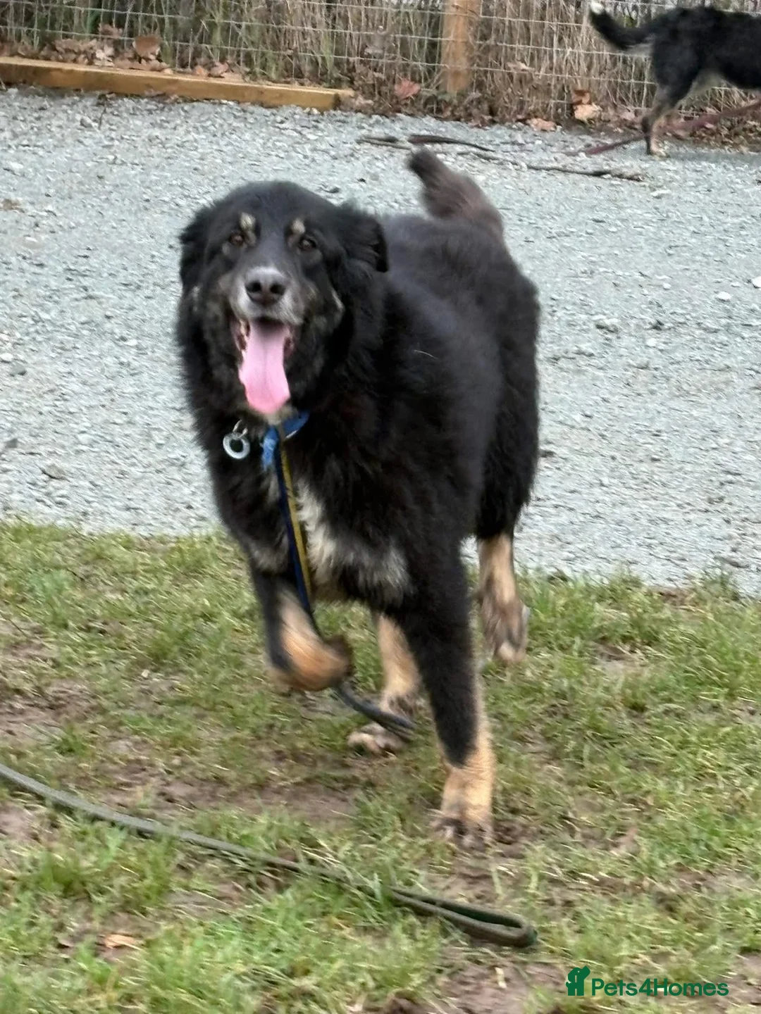 Mixed Breed dogs for adoption: Waffle - Norwich Norfolk  - Advert 17