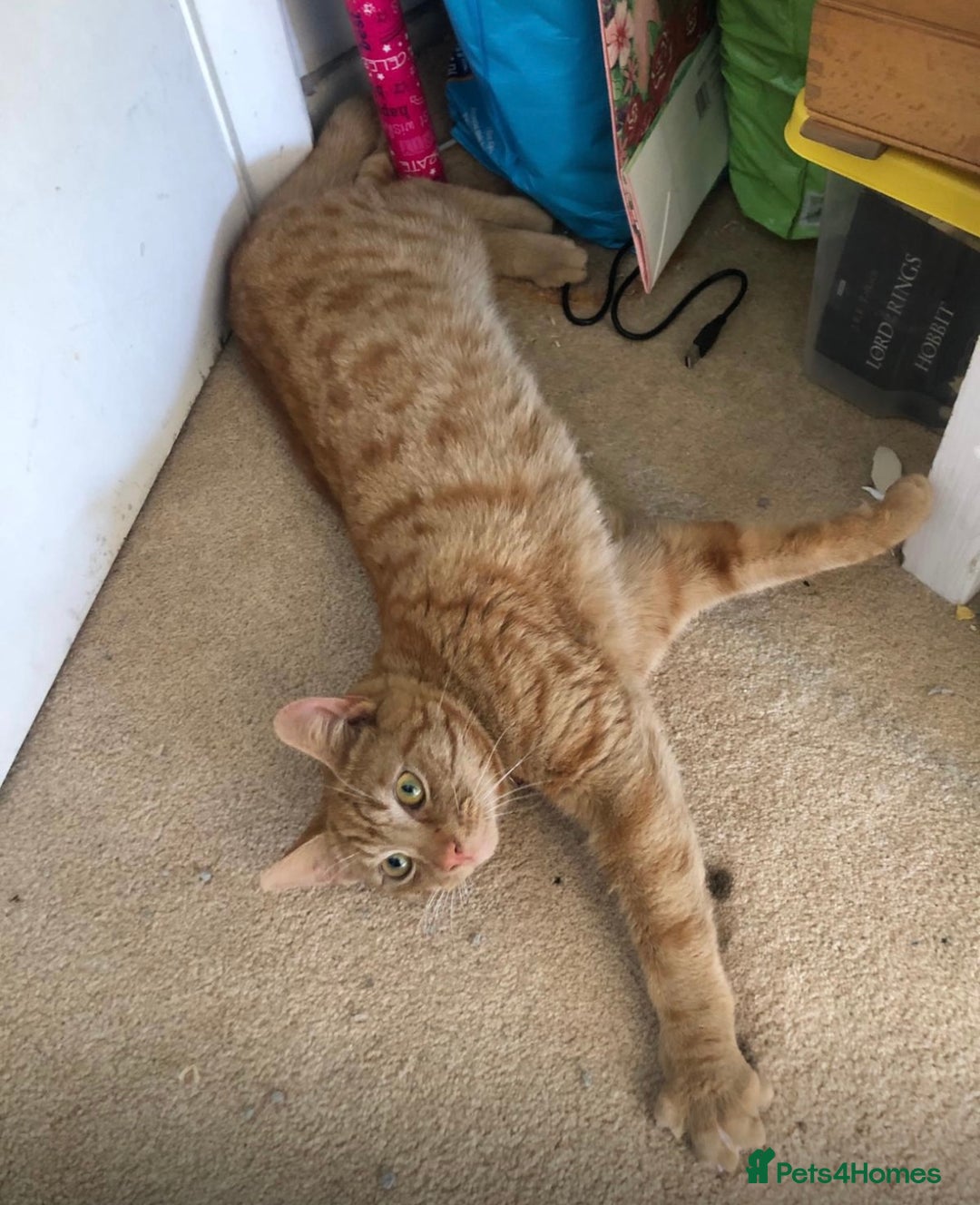 Mixed Breed cats for sale: Ginger Tom  - Advert 6