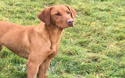 Labrador Retriever dogs for sale: Fully health tested KC reg 5 year old labrador - Image 1