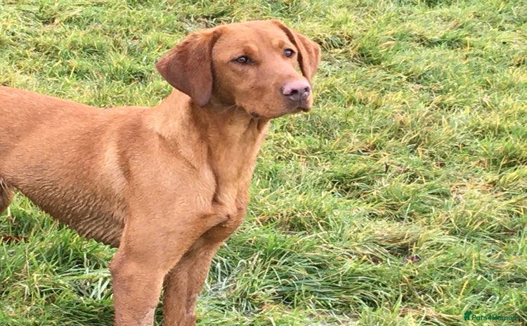 Labrador Retriever dogs - Advert 4