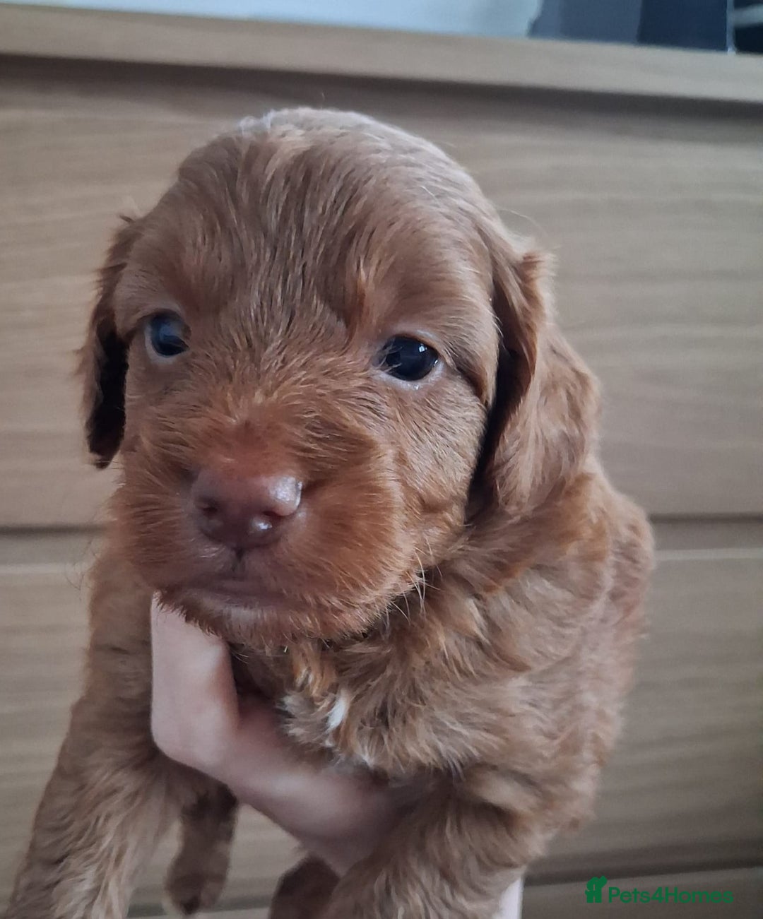 Cockapoo dogs for sale: ** ADORABLE COCKAPOO PUPPIES ** - Advert 7