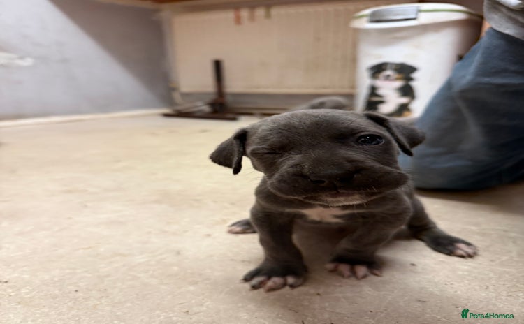 Cane Corso dogs - Advert 2