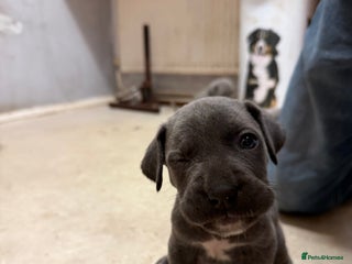 Cane Corso dogs - Advert 1