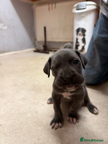 Cane Corso dogs - Advert 2