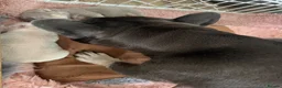 French Bulldog dogs for sale: KC French bulldog puppies highly healthed parents - Advert 4