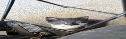 Mixed Breed cats for sale: Kittens for sale - Advert 6