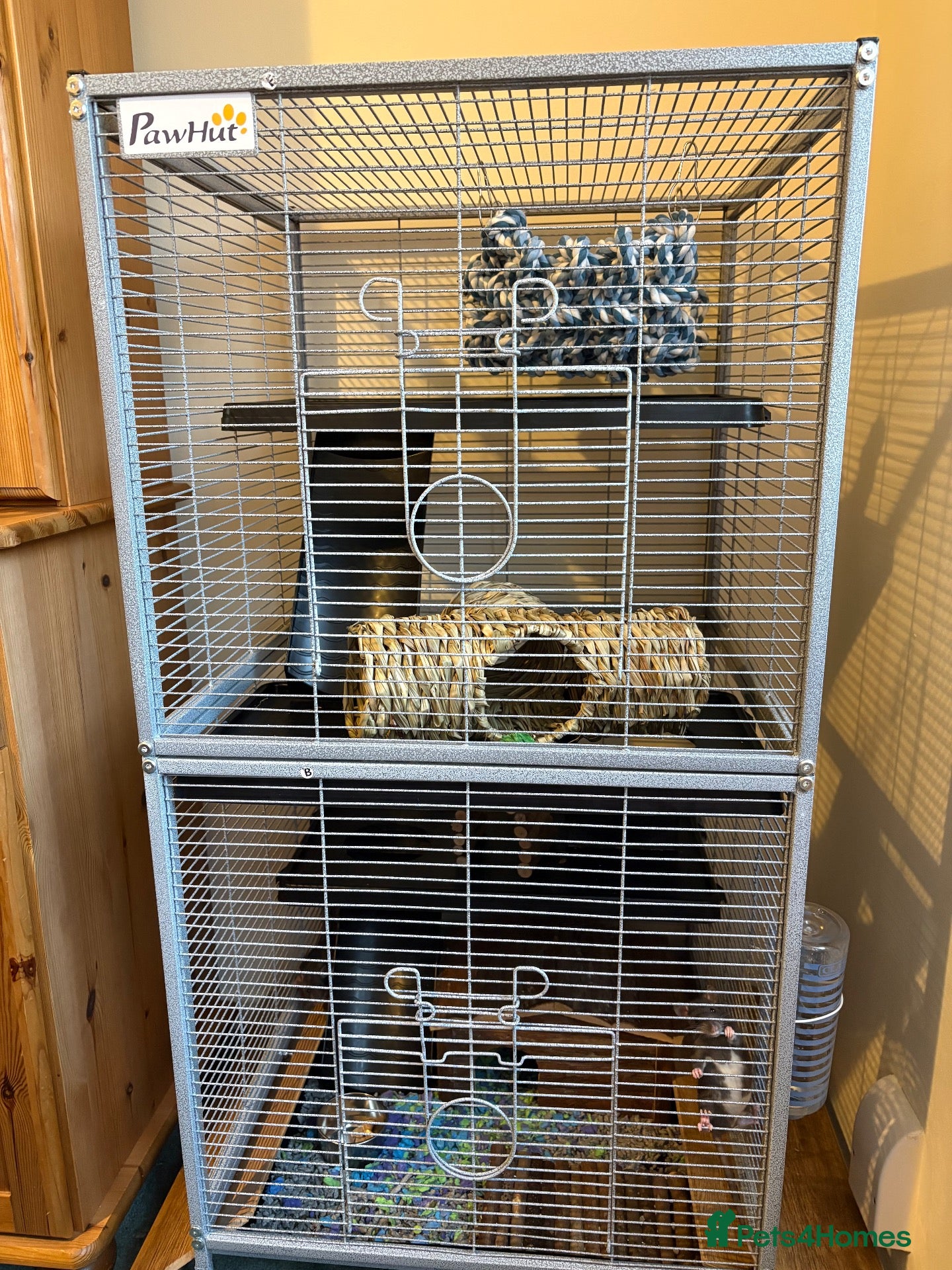 Rat rodents for sale: Two male dwarf rats  - Advert 1