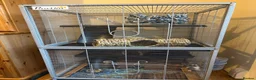 Rat rodents for sale: Two male dwarf rats  in Peterborough - Advert 1