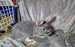 Mixed Breed rabbits for sale: Handsome young lilac otter bunny boy - Image 11
