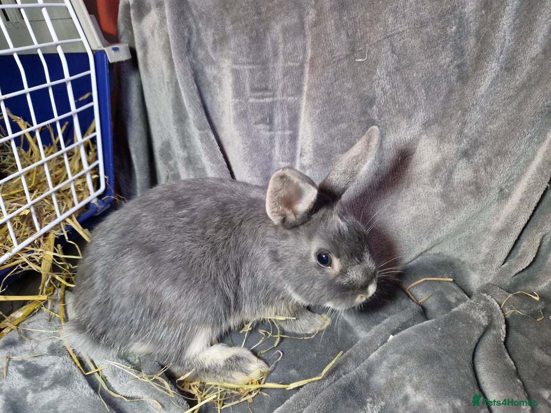 Mixed Breed rabbits for sale: Handsome young lilac otter bunny boy - Image 11