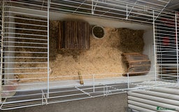 Guinea Pig rodents for sale: Female Guinea pig  - Image 4