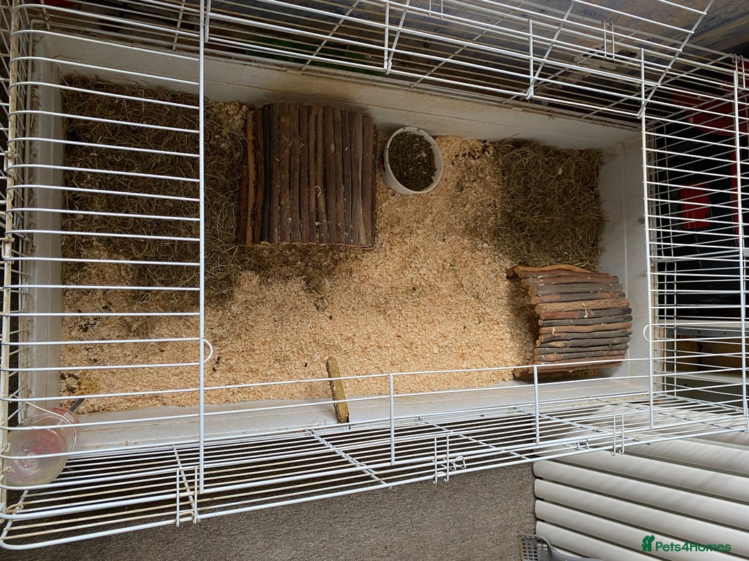 Guinea Pig rodents for sale: Female Guinea pig  - Image 4