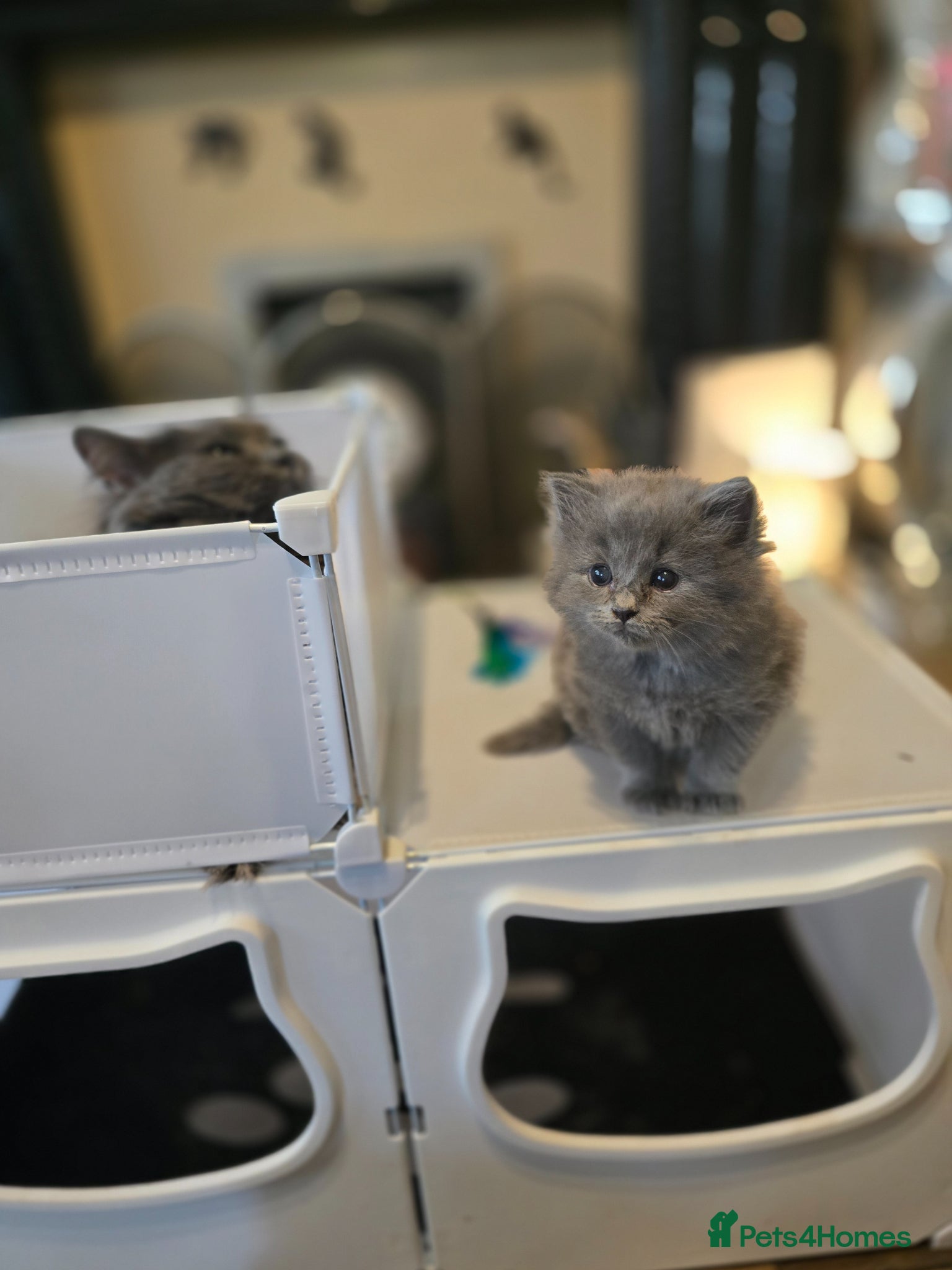 British Longhair cats One gorgeous british blue longhair girl  - Advert 1