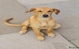 Mixed Breed dogs for adoption: Soft sweet Sophia - Image 24