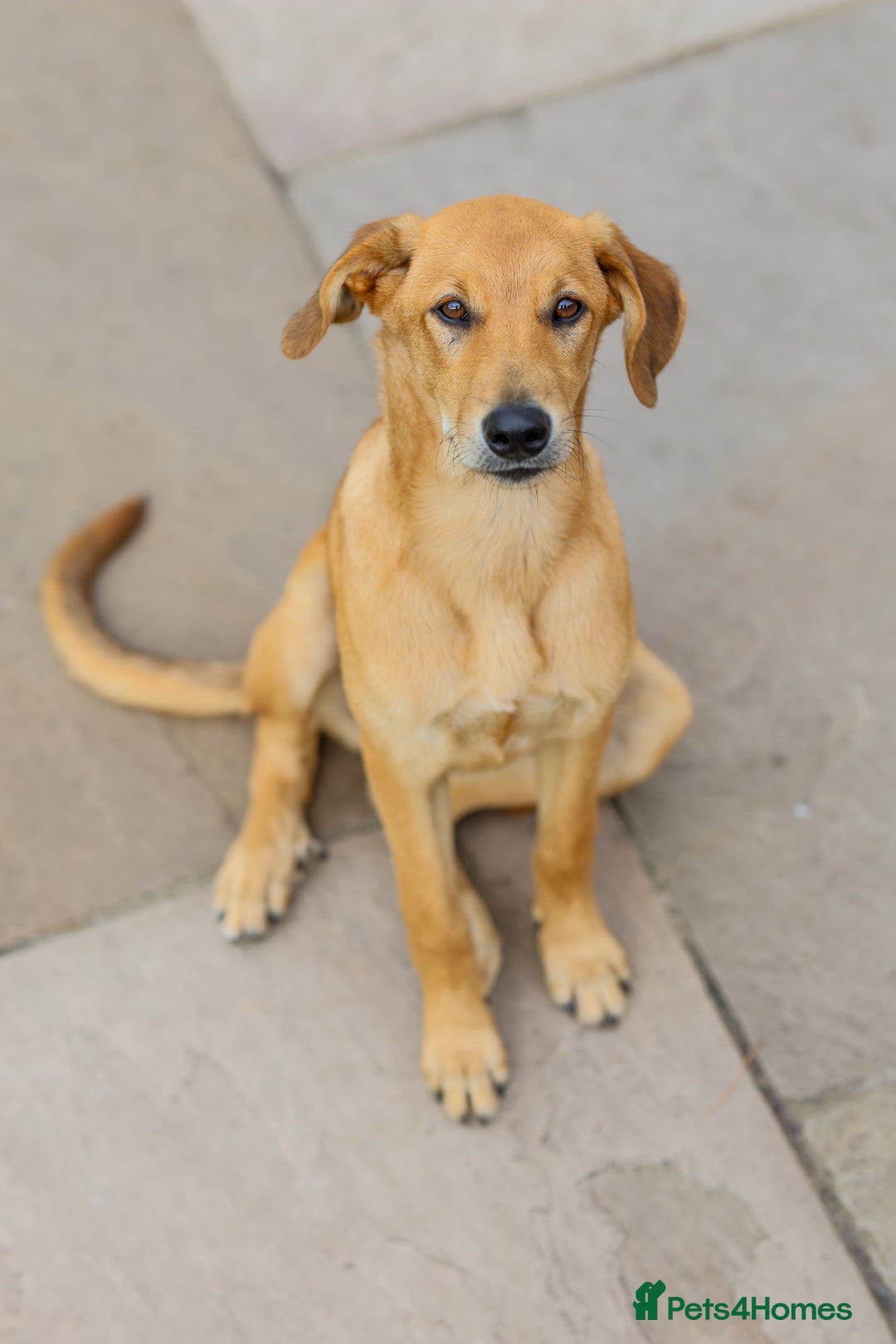 Mixed Breed dogs for adoption: Soft sweet Sophia - Image 24