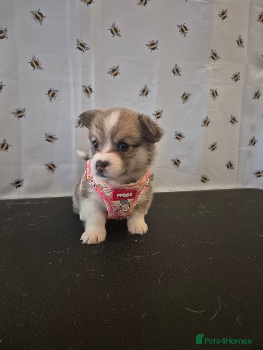 Welsh Corgi Pembroke dogs for sale: Kc reg Serbian lined babies - Image 10