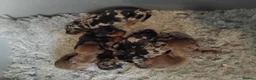 Miniature Dachshund dogs for sale: Kc registered miniature dashchund  - Advert 6