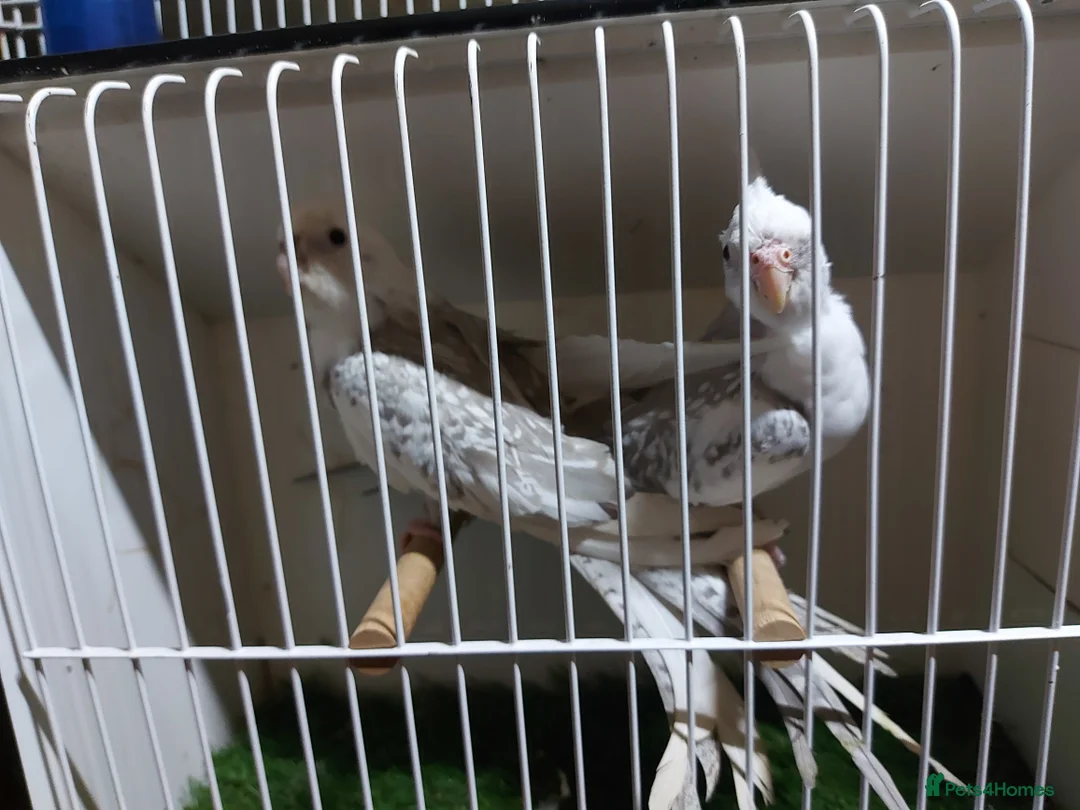 Cockatiels birds for sale: 4 cocktails for sale 2 hen's and 2 cock - Advert 3