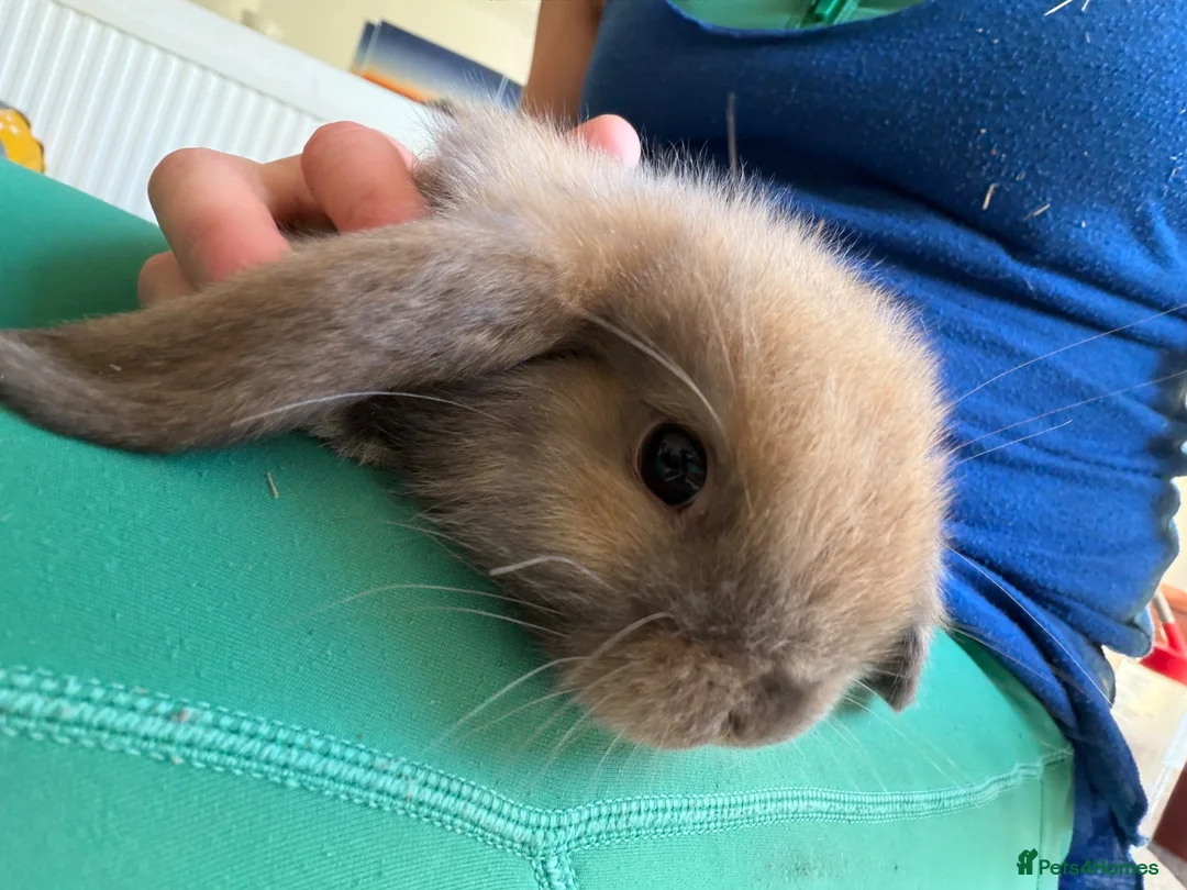 Mini Lop rabbits for sale: 4 Pure bred minilop rabbits for sale - Advert 1