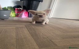 French Bulldog dogs for sale: Platinum fluffy frenchy pup female famous kc reg - Advert 4