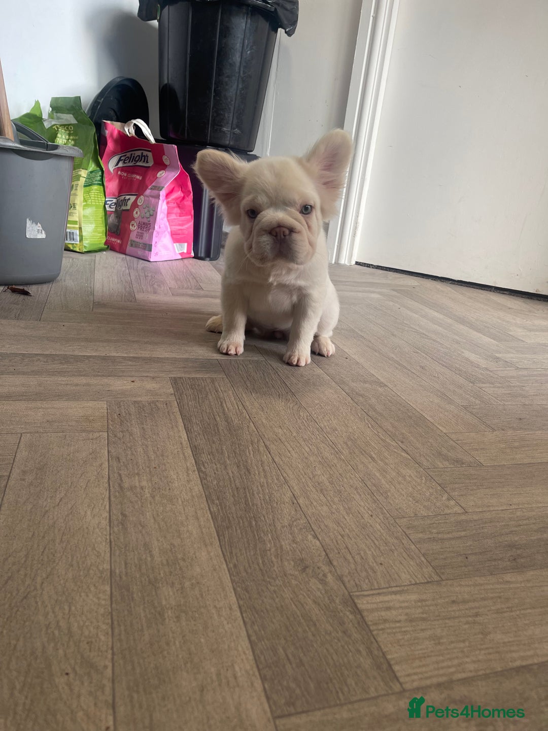 French Bulldog dogs for sale: Platinum fluffy frenchy pup female famous kc reg - Advert 4