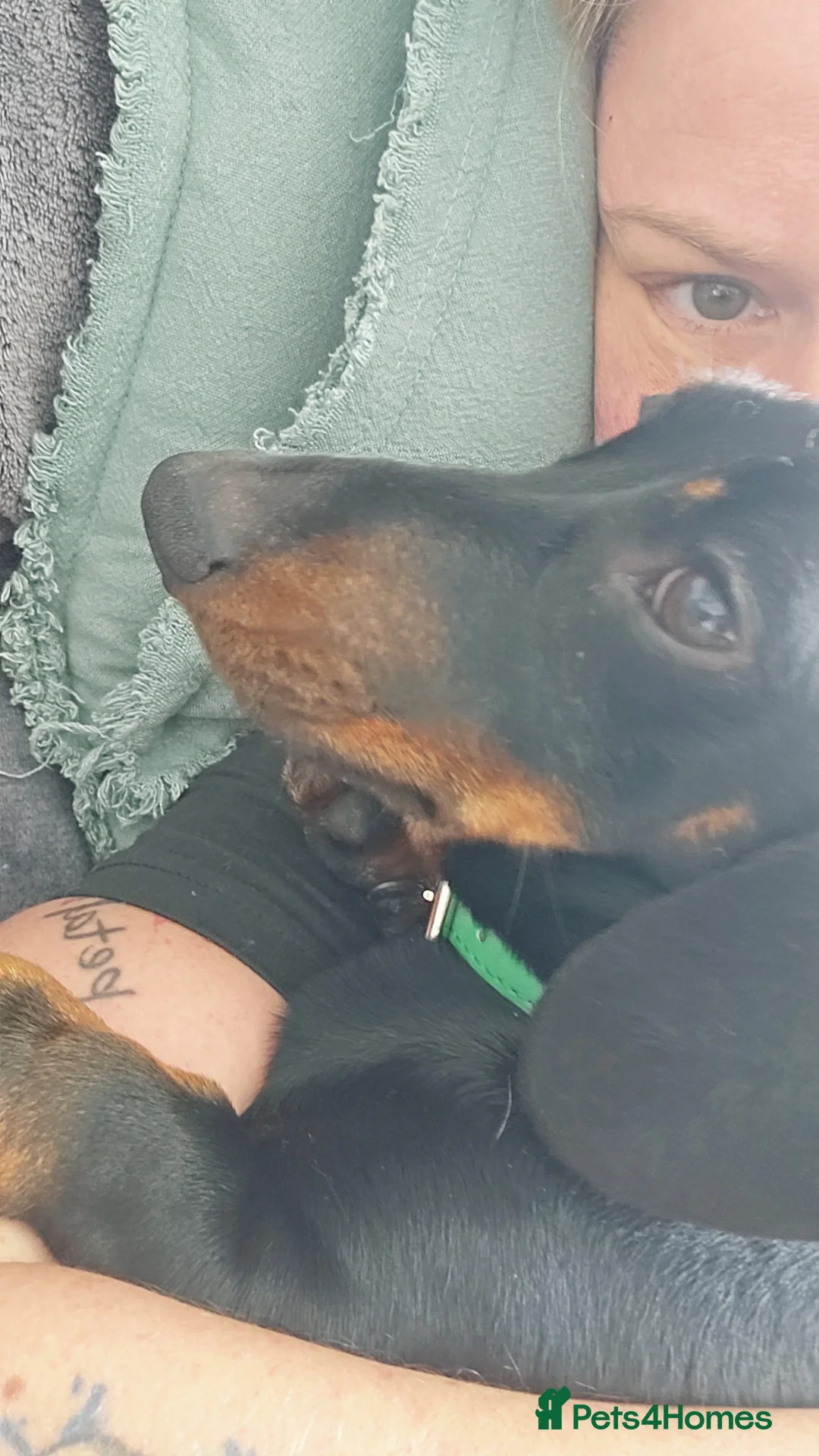 Miniature Dachshund dogs for stud: For stud - Advert 2