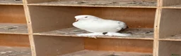 Pigeons birds for sale: West of England tumblers in Banbury - Advert 2