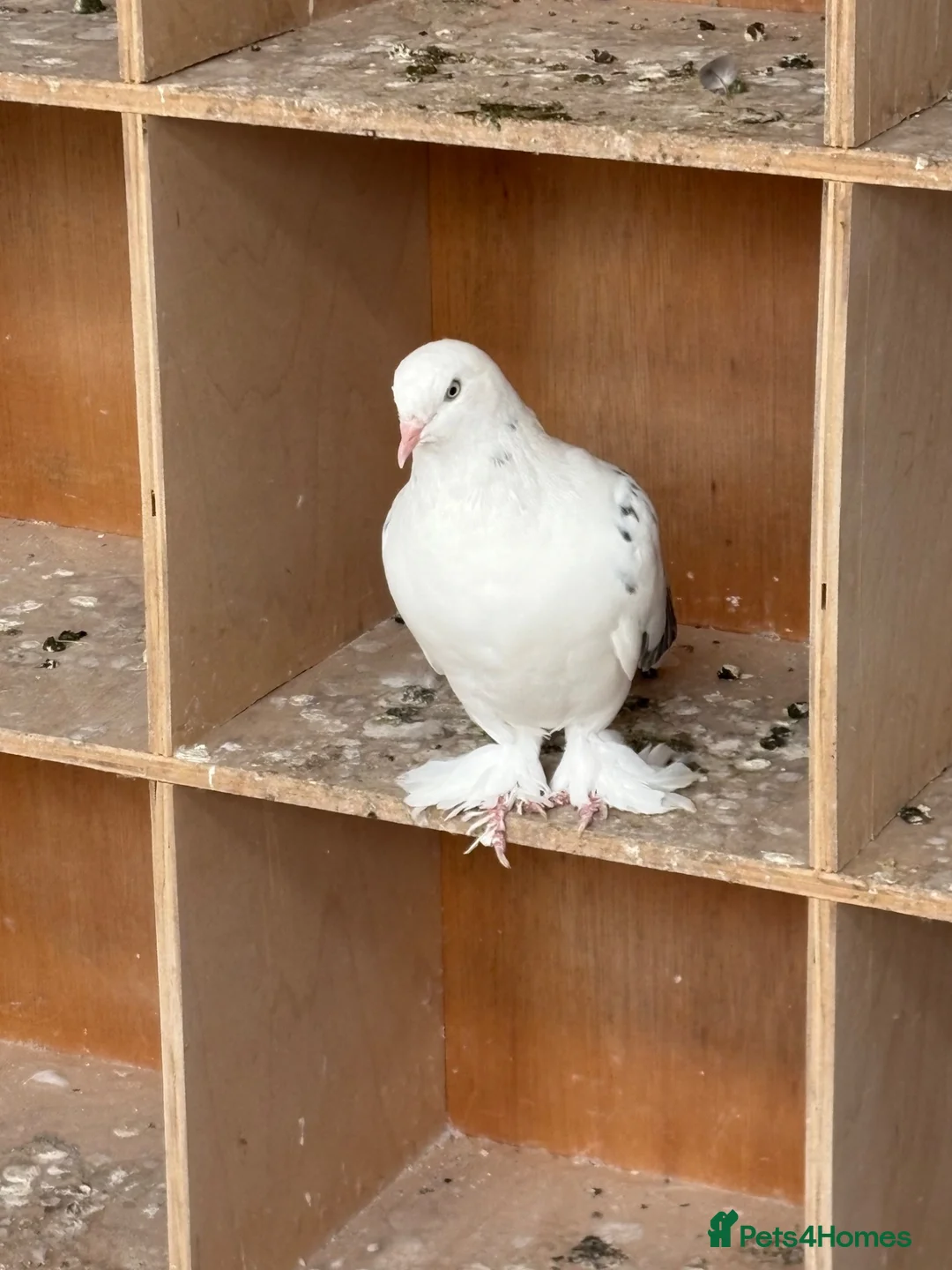 Pigeons birds for sale: West of England tumblers in Banbury - Advert 2