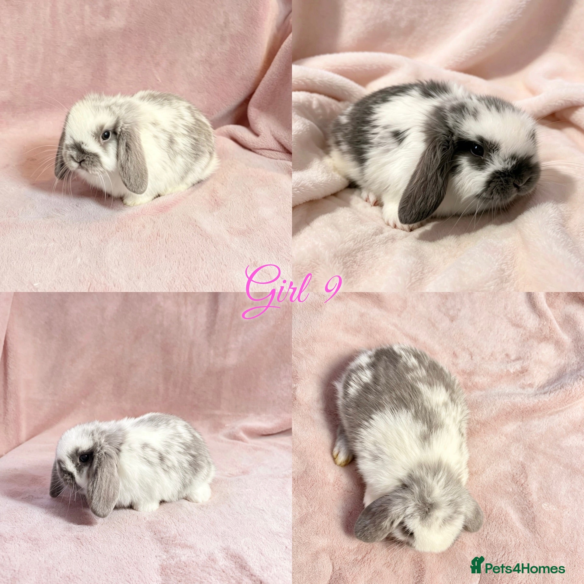 Mini Lop rabbits Baby Mini Lops Ready 01/07 - Advert 2