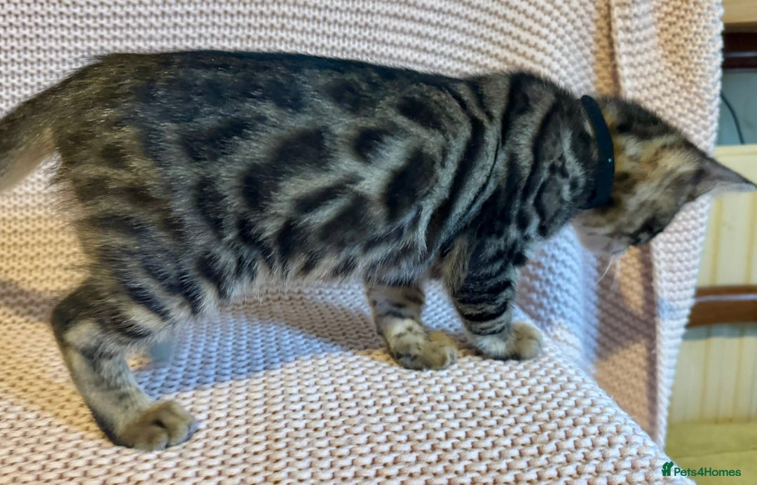 Bengal cats for sale: Bengal x Maine Coon Cross - Advert 4
