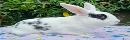 Mixed Breed rabbits for sale: Still Available - 4 Month old Baby Girl Bunny - Advert 6